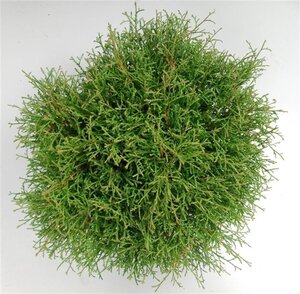 Thuja occ. 'Mr Bowling Ball' 40-50 cm cont. 7,5L - afbeelding 3