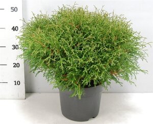 Thuja occ. 'Mr Bowling Ball' 40-50 cm cont. 7,5L - afbeelding 4