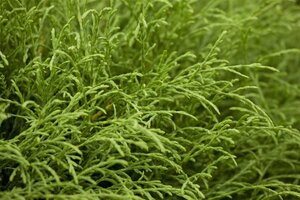 Thuja occ. 'Mr Bowling Ball' 40-50 cm cont. 7,5L