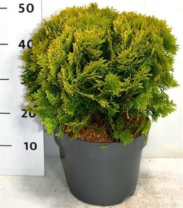Thuja occ. 'Mirjam' 30-40 cm cont. 7,5L - afbeelding 3