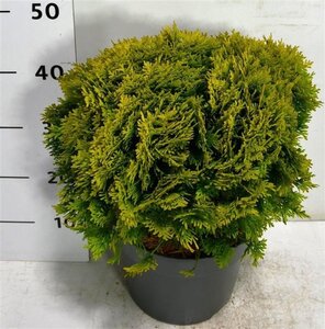 Thuja occ. 'Mirjam' 30-40 cm cont. 7,5L - afbeelding 4