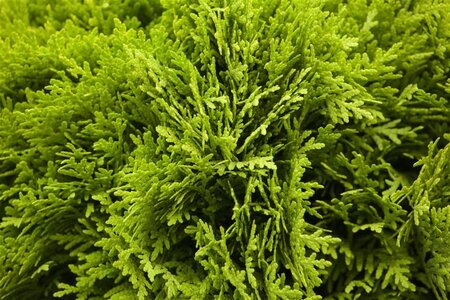 Thuja occ. 'Mirjam' 30-40 cm cont. 7,5L - image 2