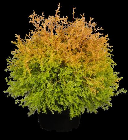 Thuja occ. 'Rheingold' 25-30 cm cont. 3,5L - afbeelding 1