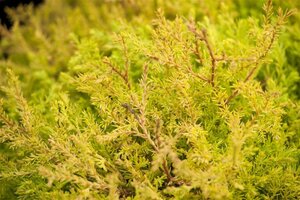Thuja occ. 'Rheingold' 40-50 cm cont. 7,5L