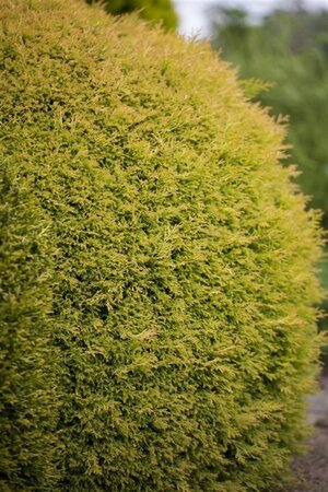 Thuja occ. 'Rheingold' 40-50 cm cont. 7,5L - image 2