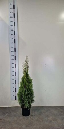 Thuja occ. 'Smaragd' 60-80 cm cont. 5,0L - afbeelding 4