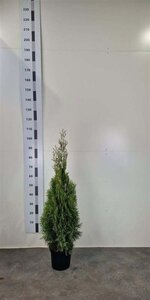 Thuja occ. 'Smaragd' 60-80 cm cont. 5,0L - afbeelding 4