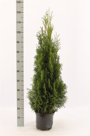 Thuja occ. 'Smaragd' 80-100 cm cont. 5,0L - afbeelding 4