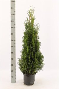 Thuja occ. 'Smaragd' 80-100 cm cont. 5,0L - afbeelding 4