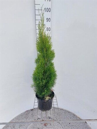 Thuja occ. 'Smaragd' 80-100 cm cont. 5,0L - afbeelding 5