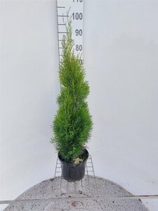 Thuja occ. 'Smaragd' 80-100 cm cont. 5,0L - afbeelding 5