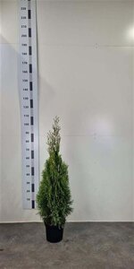 Thuja occ. 'Smaragd' 80-100 cm cont. 5,0L - afbeelding 4