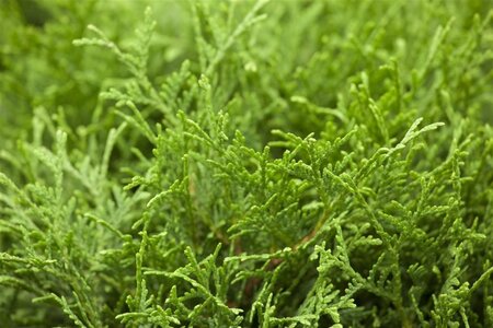 Thuja occ. 'Tiny Tim' 25-30 cm cont. 3,0L - afbeelding 1