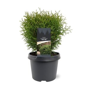 Thuja occ. 'Tiny Tim' 25-30 cm cont. 3,0L - afbeelding 2