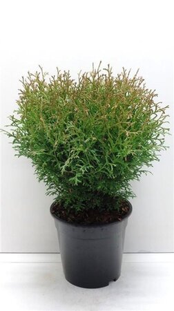 Thuja occ. 'Tiny Tim' 25-30 cm cont. 3,5L - afbeelding 3