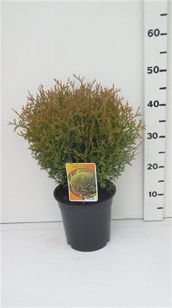 Thuja occ. 'Tiny Tim' 25-30 cm cont. 3,5L - afbeelding 4