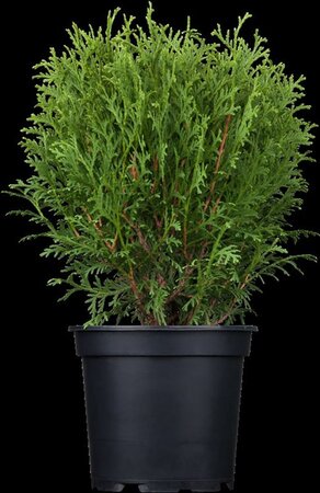 Thuja occ. 'Tiny Tim' 25-30 cm cont. 3,5L - afbeelding 1