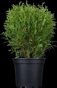 Thuja occ. 'Tiny Tim' 25-30 cm cont. 3,5L