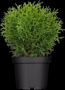 Thuja occ. 'Tiny Tim' 40-50 cm cont. 7,5L