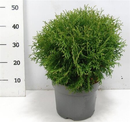 Thuja occ. 'Tiny Tim' 40-50 cm cont. 7,5L - afbeelding 5