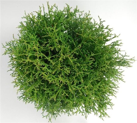 Thuja occ. 'Tiny Tim' 40-50 cm cont. 7,5L - image 3