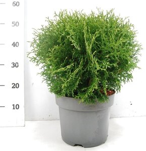 Thuja occ. 'Tiny Tim' 40-50 cm cont. 7,5L - image 4