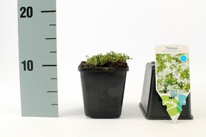 Thymus praecox 'Albiflorus' geen maat specificatie 0,55L/P9cm - afbeelding 5