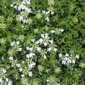 Thymus praecox 'Albiflorus' geen maat specificatie 0,55L/P9cm - afbeelding 7