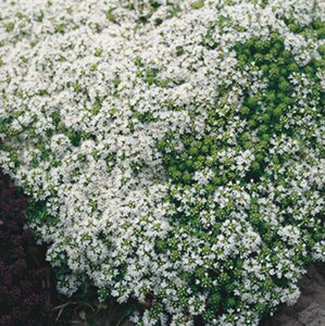Thymus praecox 'Albiflorus' geen maat specificatie 0,55L/P9cm - afbeelding 8