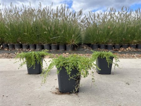 Thymus praecox 'Albiflorus' geen maat specificatie 0,55L/P9cm - afbeelding 4