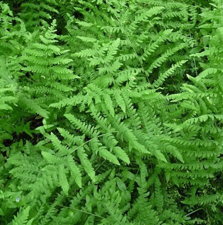 Thelypteris palustris geen maat specificatie 0,55L/P9cm - afbeelding 2