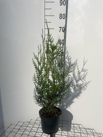 Thuja pl. 'Atrovirens' 60-80 cm cont. 3,0L - afbeelding 3