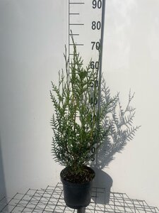 Thuja pl. 'Atrovirens' 60-80 cm cont. 3,0L - afbeelding 3