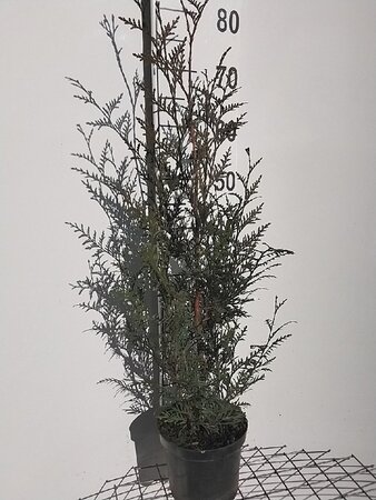 Thuja pl. 'Atrovirens' 60-80 cm cont. 3,0L - afbeelding 4