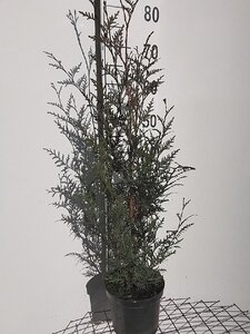 Thuja pl. 'Atrovirens' 60-80 cm cont. 3,0L - afbeelding 4