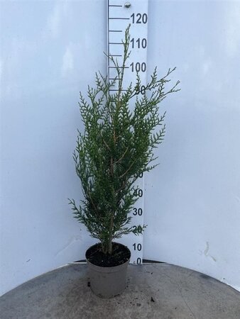 Thuja pl. 'Atrovirens' 80-100 cm cont. 4,0L - afbeelding 3