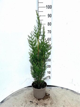 Thuja pl. 'Atrovirens' 80-100 cm cont. 4,0L - afbeelding 4