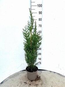 Thuja pl. 'Atrovirens' 80-100 cm cont. 4,0L - afbeelding 4