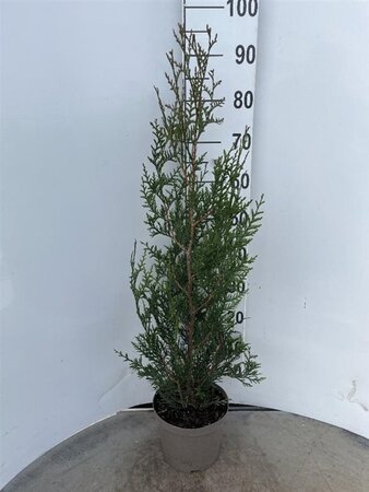 Thuja pl. 'Atrovirens' 80-100 cm cont. 4,0L - afbeelding 5