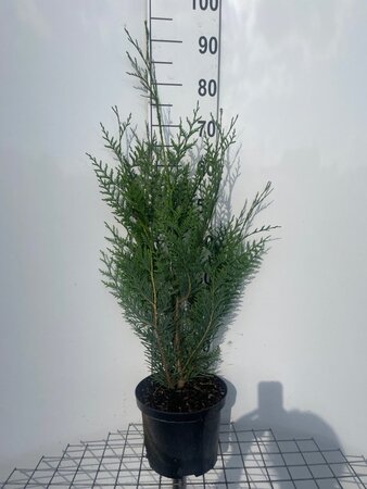 Thuja pl. 'Atrovirens' 80-100 cm cont. 5,0L - afbeelding 4