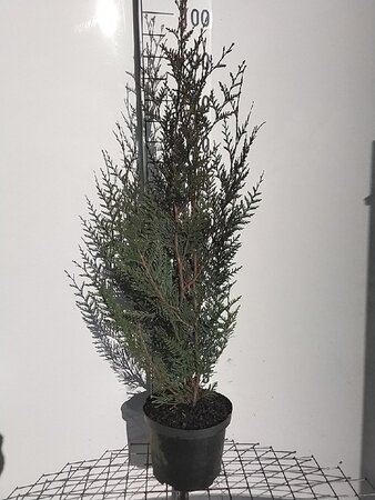 Thuja pl. 'Atrovirens' 80-100 cm cont. 5,0L - afbeelding 5