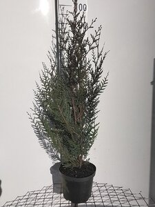 Thuja pl. 'Atrovirens' 80-100 cm cont. 5,0L - afbeelding 5