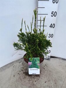 Thuja pl. 'Can-Can' 25-30 cm cont. 3,0L - afbeelding 2