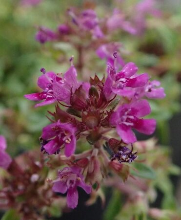 Thymus praecox 'Coccineus' geen maat specificatie 0,55L/P9cm - afbeelding 1