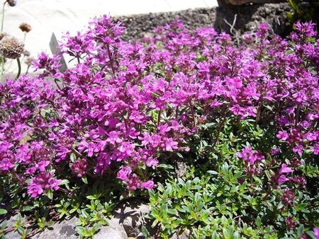 Thymus praecox 'Coccineus' geen maat specificatie 0,55L/P9cm - afbeelding 2