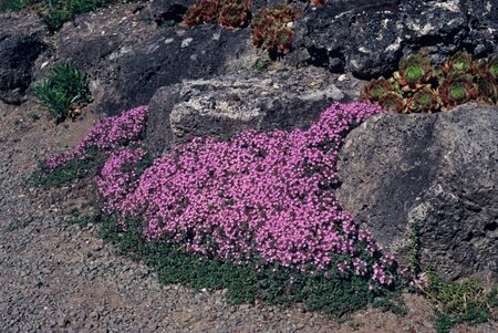 Thymus praecox 'Coccineus' geen maat specificatie 0,55L/P9cm - afbeelding 3