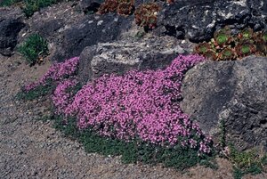 Thymus praecox 'Coccineus' geen maat specificatie 0,55L/P9cm - afbeelding 3