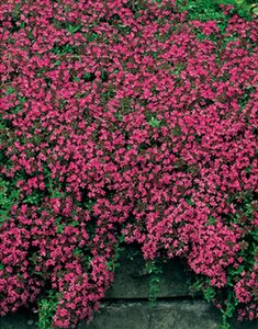 Thymus praecox 'Coccineus' geen maat specificatie 0,55L/P9cm - afbeelding 5
