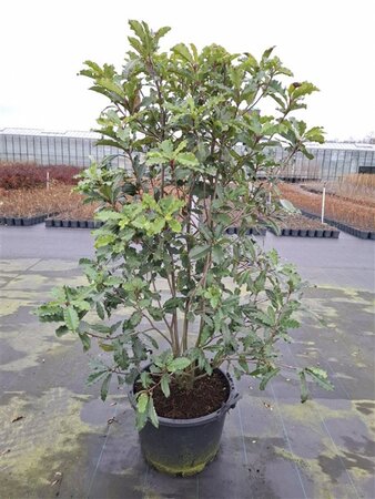 Thymus praecox 'Coccineus' geen maat specificatie 0,55L/P9cm - afbeelding 3