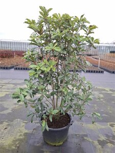 Thymus praecox 'Coccineus' geen maat specificatie 0,55L/P9cm - afbeelding 3